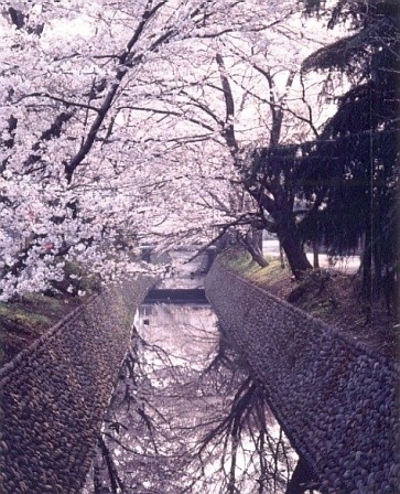 東川の桜