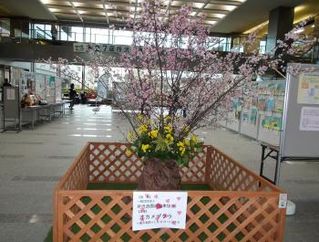 春の植物