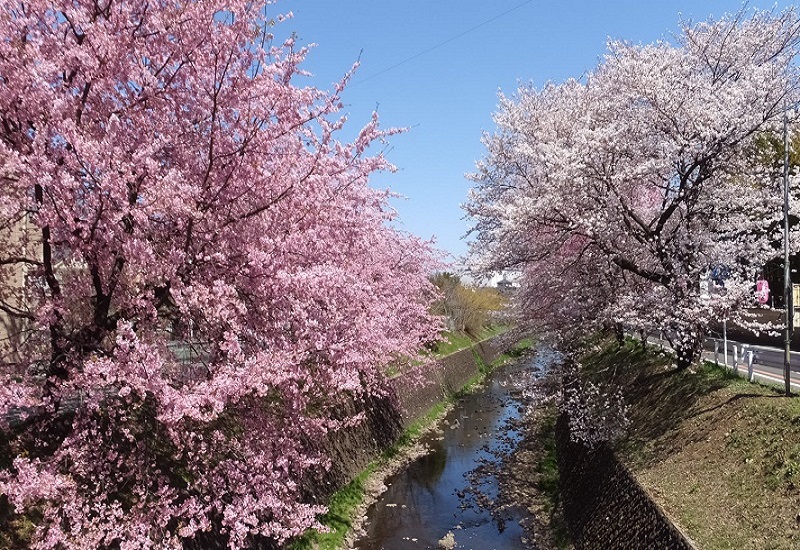 東川の桜