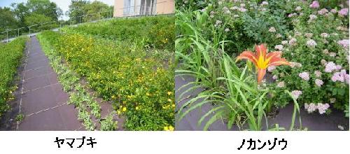 屋上緑化写真（花が咲いている様子）