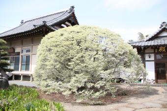 長久寺のドウダンツツジ