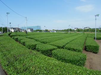 若松町の茶畑