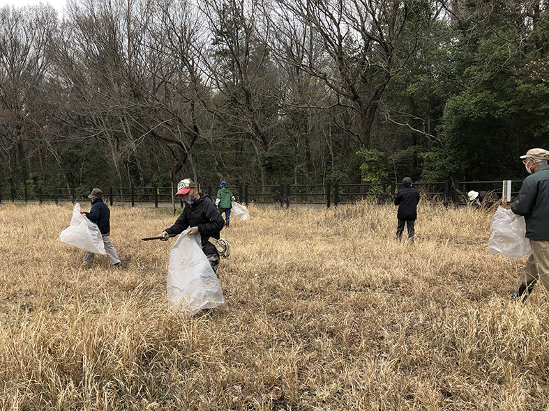 外来植物のメリケンカルカヤを除去します(その1)