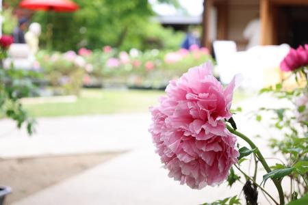 大きなピンク色の花をつけた大輪のボタン