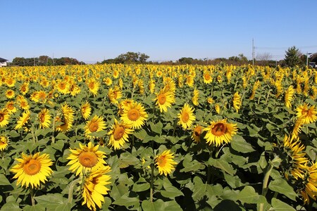 たくさん植えられているヒマワリの画像