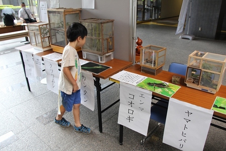 市役所のロビーに鳴く虫の音が綺麗なハーモニーを奏でていました