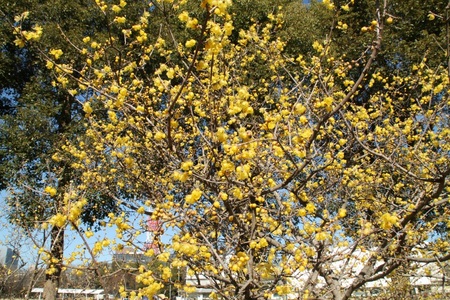 沢山の花を付けた蝋梅の木の画像