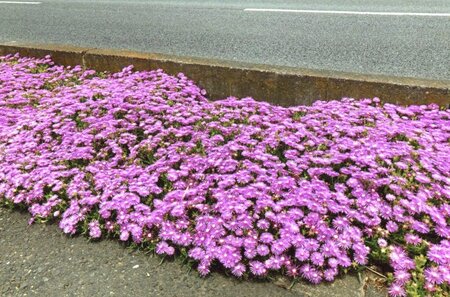 道路を彩るピンク色のマツバギクの写真