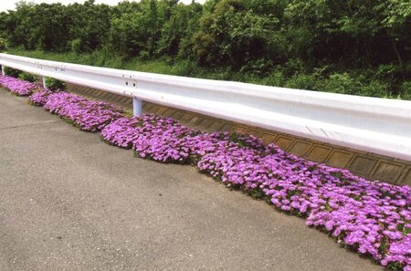 道に沿って咲くマツバギク