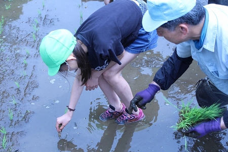 三ケ島小学校田植え体験
